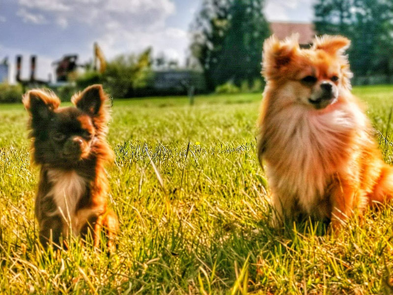 Zwei Hunde gut ernährt