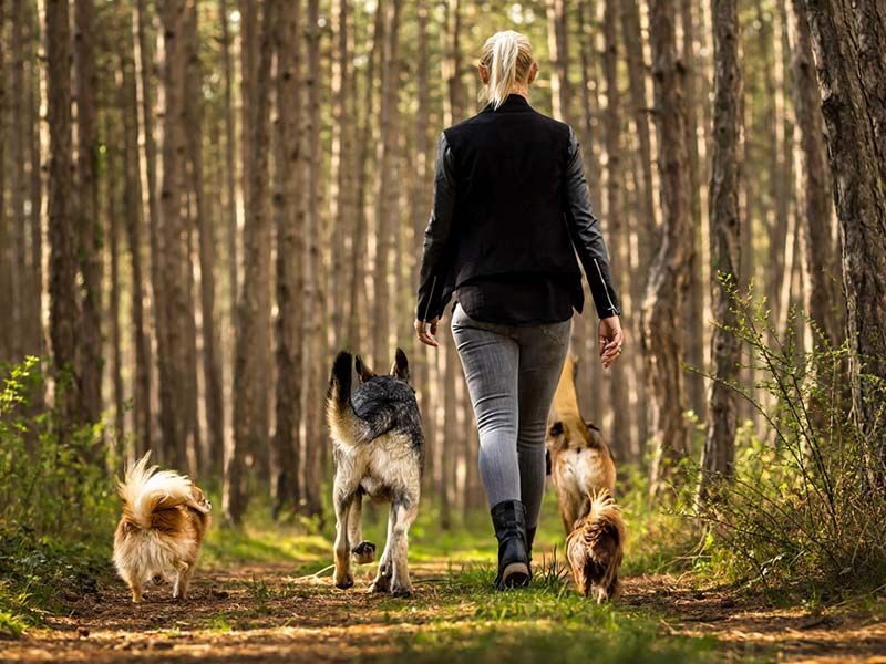 Problemhundebetreuung mit Julia Roth