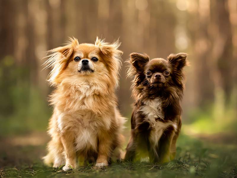 Hunde Ernährungsberatung Julia Roth